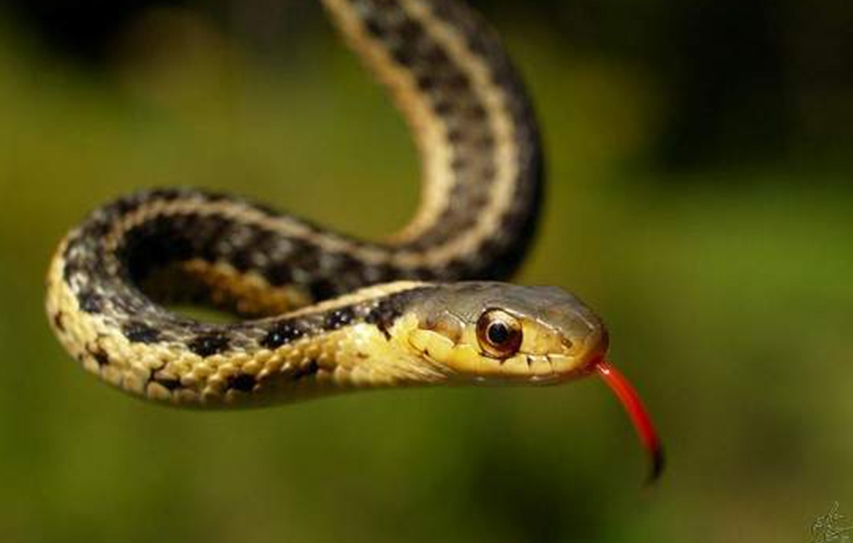 Why Snakes' Biggest Defenders Are In Favor Of Killing Them