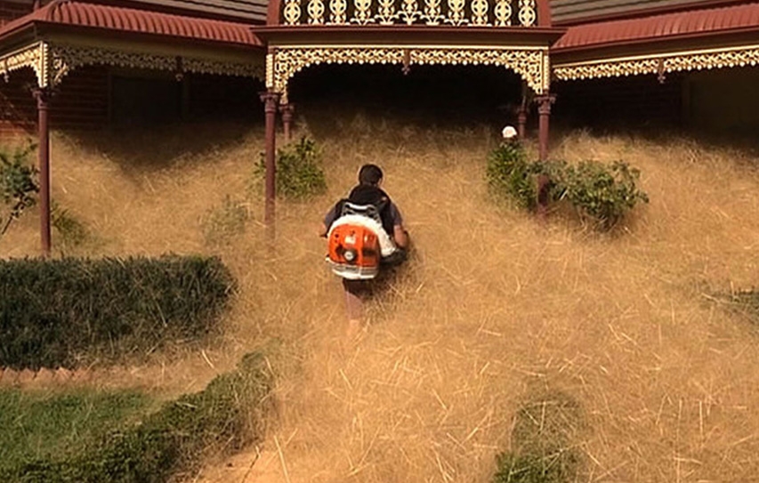 A Grass Called ‘Hairy Panic’ Has Engulfed Part of a Small Australian Town