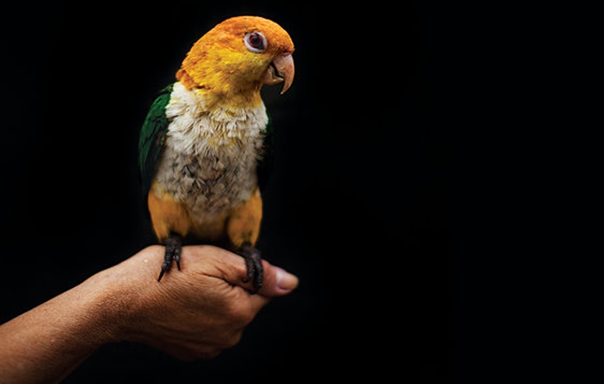 What Does A Parrot Know About PTSD?