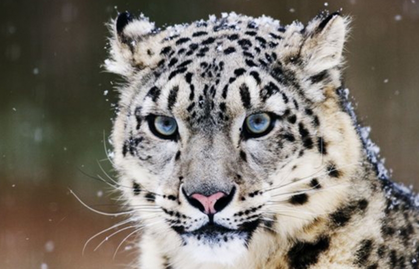 Hundreds Of Snow Leopards Being Killed Every Year, Report Warns