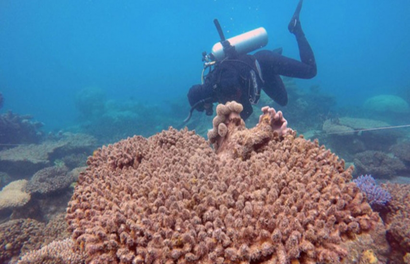Two-thirds of Australians think reef crisis is 'national emergency' – poll
