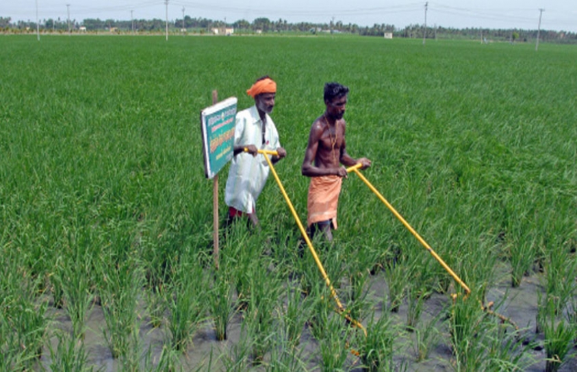 With Crops Withering, Whither Delta Farmer?