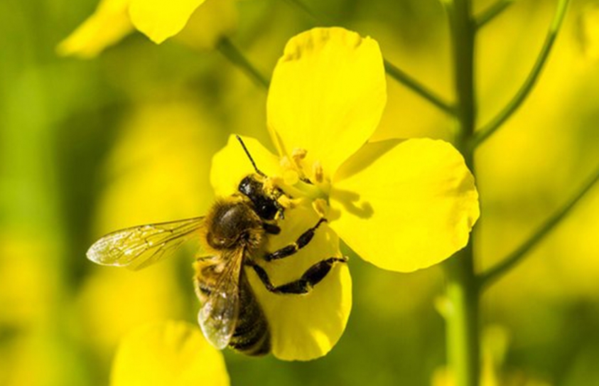 Europe Poised For Total Ban On Bee-Harming Pesticides 