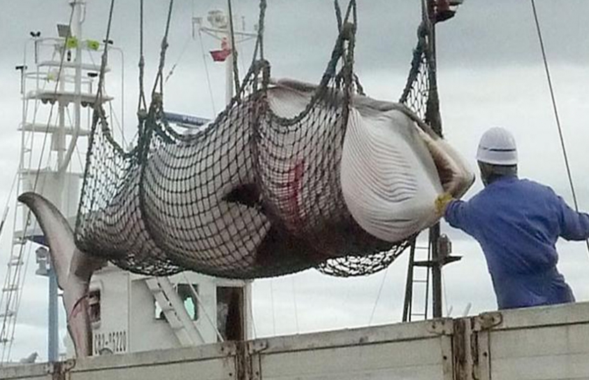 Japan kills More Than 300 Whales In Annual Antarctic Hunt 