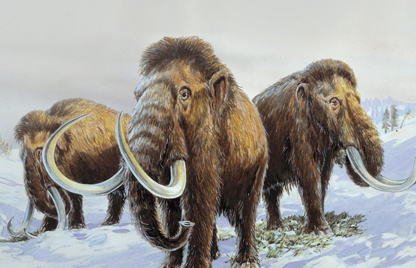  Mammoths, Sabre Tooth Tigers And Other Megafauna Went Extinct 