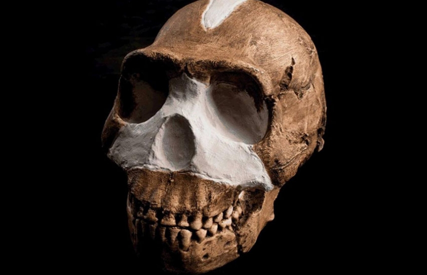 Early Humans Co-existed With Hominins In Africa 