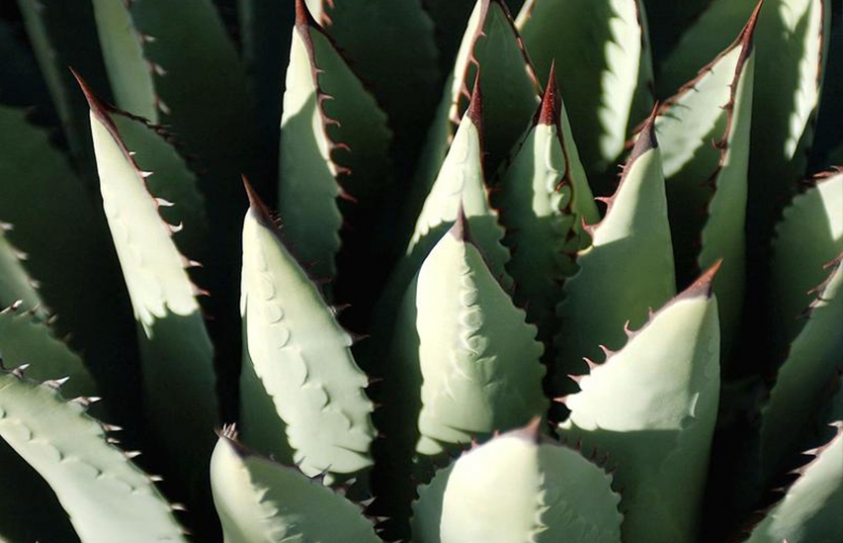 Could Agave, Hemp And Saltbush Be The Fuels Of The Future? 