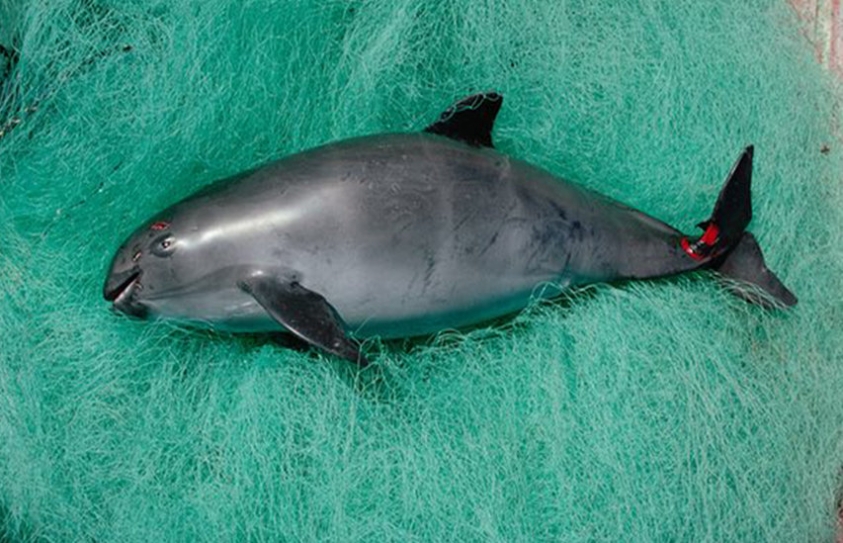 Chinese Appetite For Totoaba Fish Bladder Kills Off Rare Porpoise 