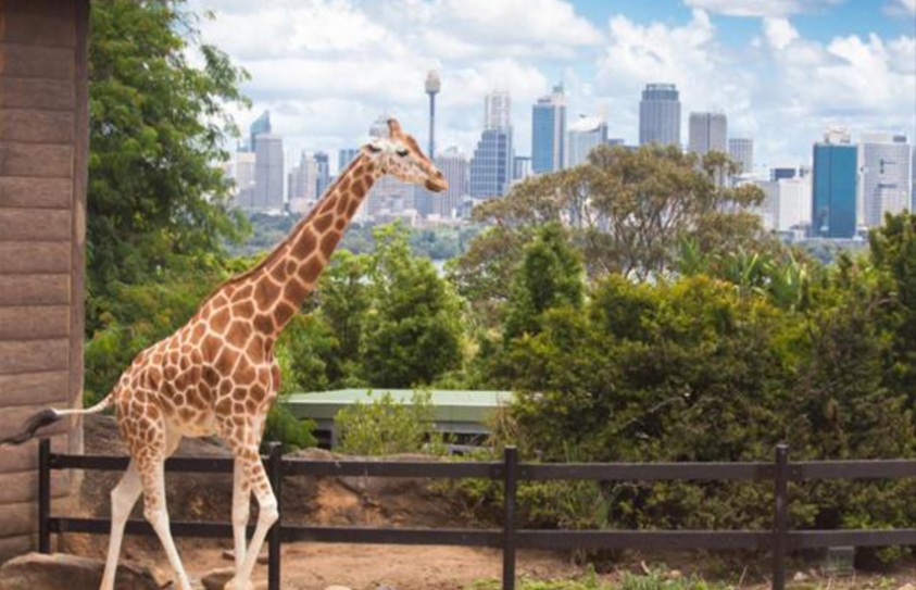   Learning From Zoos: How Our Environment Can Influence Our Health 