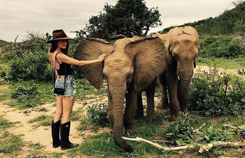   Maggie Q On A Quest To Save Elephants With The David Sheldrick Wildlife Trust 