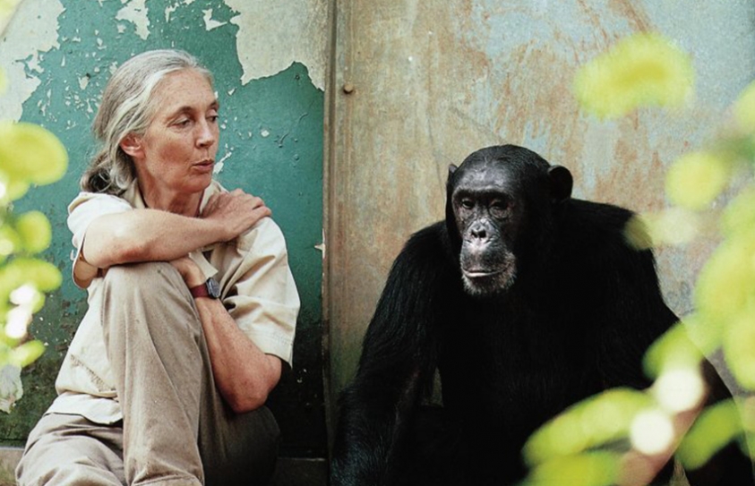 Jane Goodall Institute Partners With War For The Planet Of The Apes Film To Help Chimps 