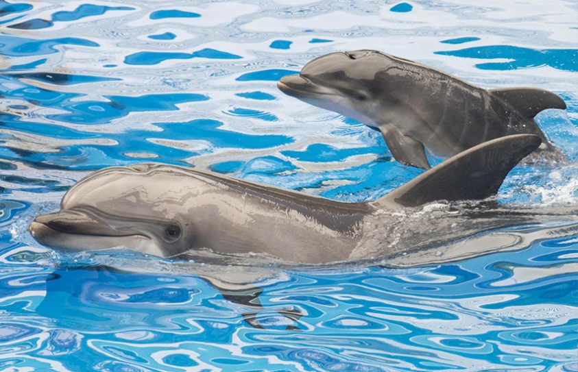   Scientists Once Gave Dolphins LSD In Attempt To Communicate With Them 