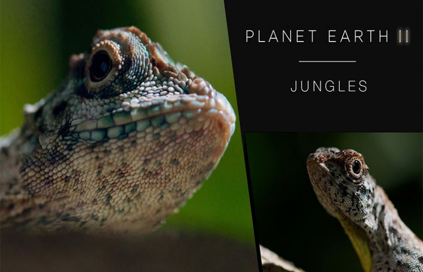 Jungles: An Innovative Take AtFilming Wilderness