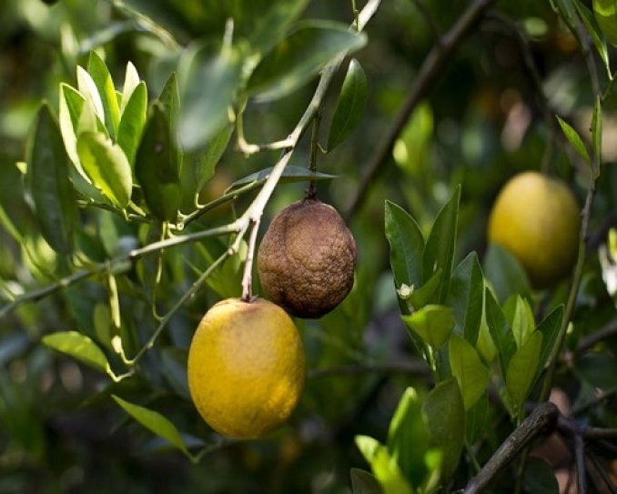 Florida counts on experimental trees to fight orange plague