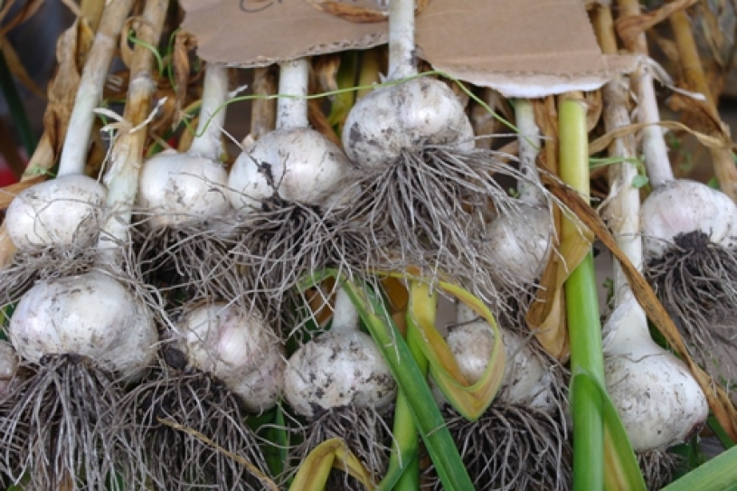 Garlic Fails to Curb Yeast Infections