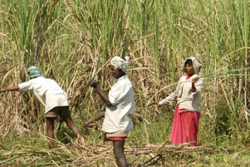 Odisha Sustainable Sugarcane Initiative Boon for Farmers
