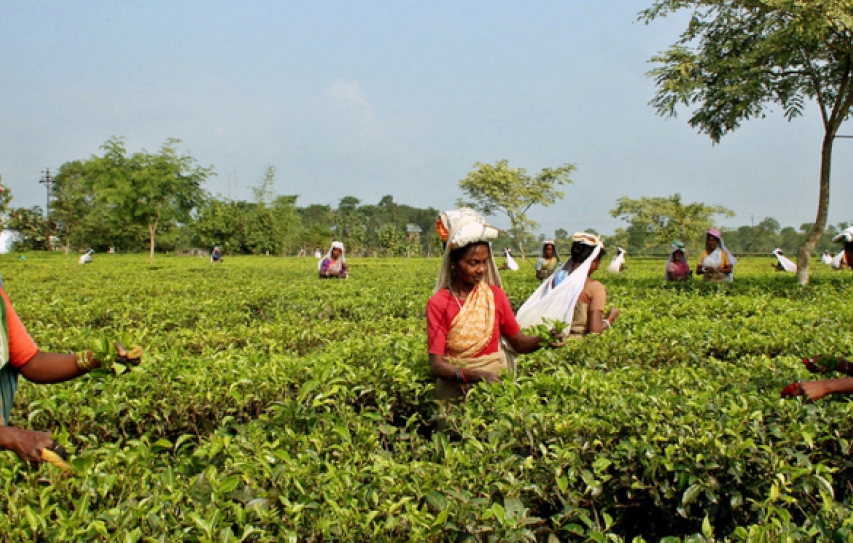 Reading The Tea Leaves: Impact Of Climate Change On Worlds Favourite Drink