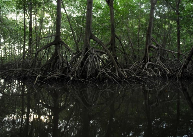 Climate change affects mangroves in Florida