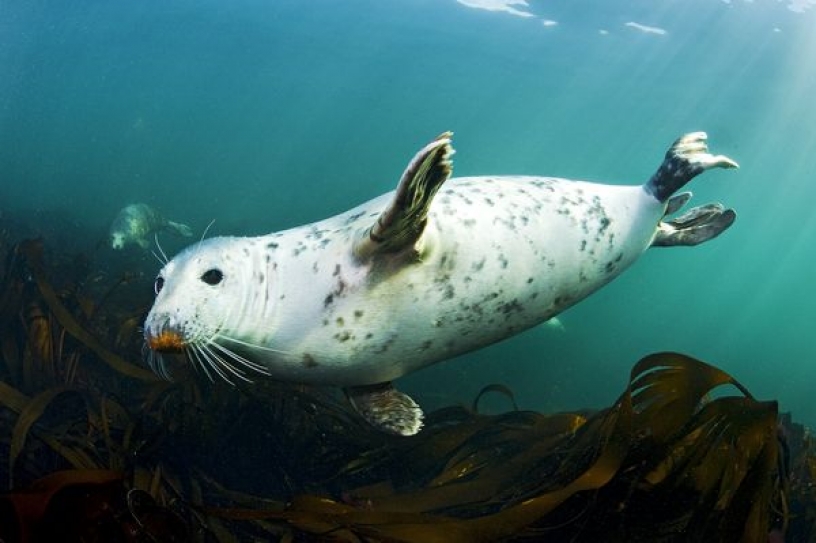 Is Climate Change Increasing the Disease Risk for Arctic Marine Mammals?