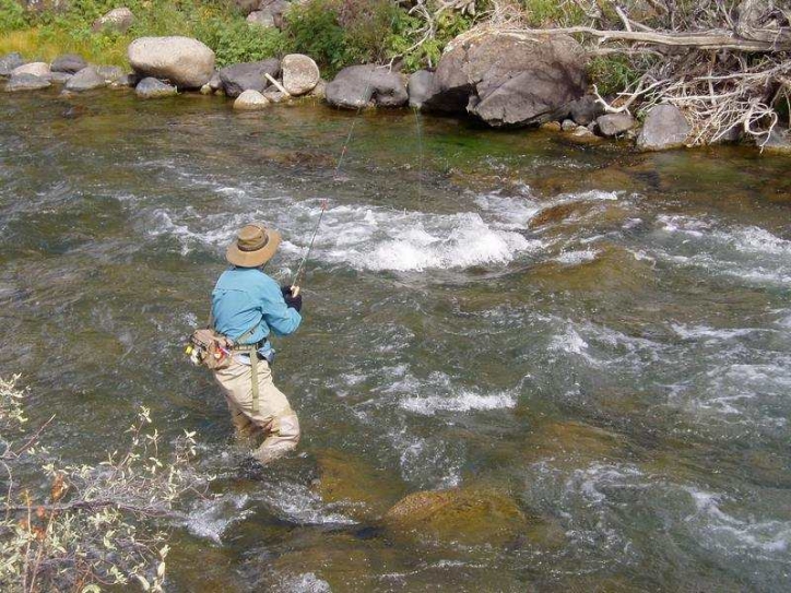 Warmer water species point to changing climate in Yellowstone River