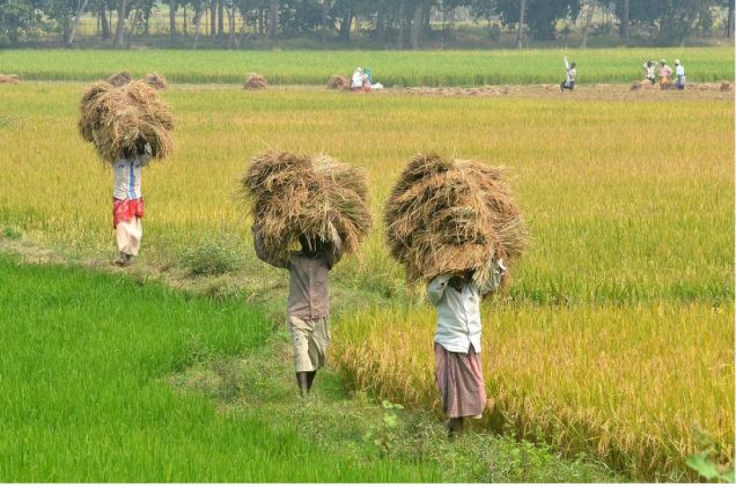 Agriculture dependent population in India grew by 50% during 1980-2011