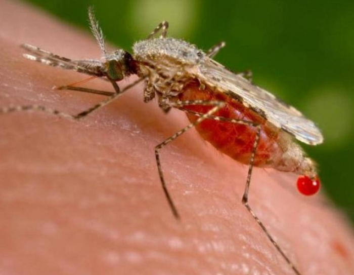 Engaging the private sector in the global war against malaria