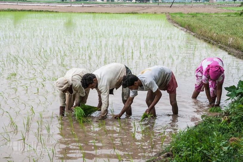 Haryana government approves comprehensive agriculture policy