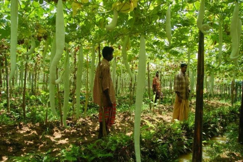 Chennai to host conference on 'International Year of Family Farming'