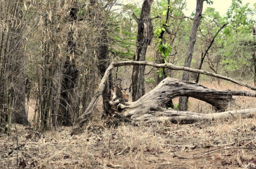 Maharashtra Lost Over 1,500 Sq km Forests In 30 Years