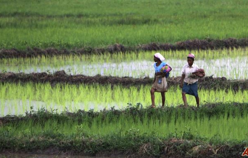 The real shoots of economic revival lie in agriculture