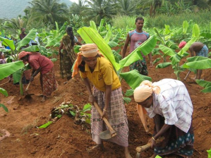 Tamil Nadu to set up five model villages to promote organic farming