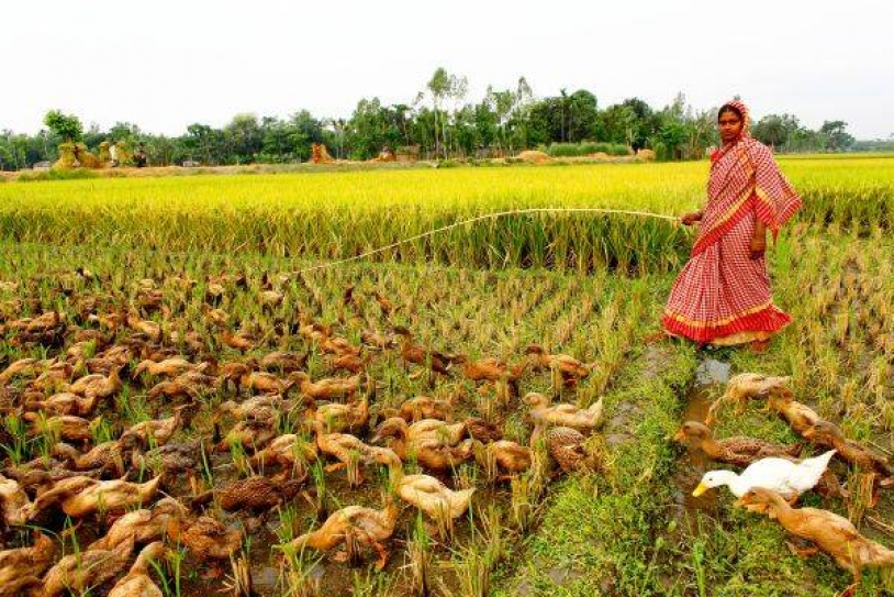 Small-holder farmers key to sustainable agri development: IFAD