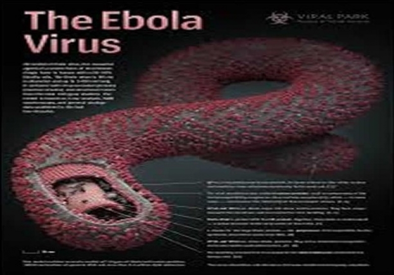 Questions and Answers on Ebola