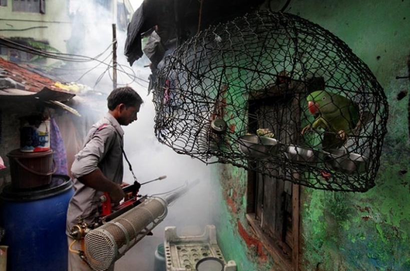 India dengue fever cases 300 times higher than officially reported