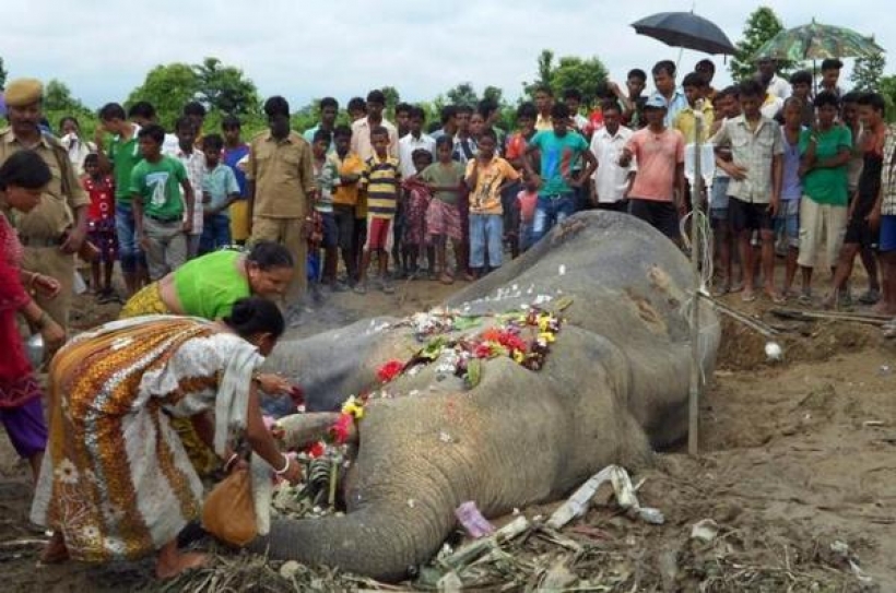Industrialisation, urbanisation killing elephants in Odisha