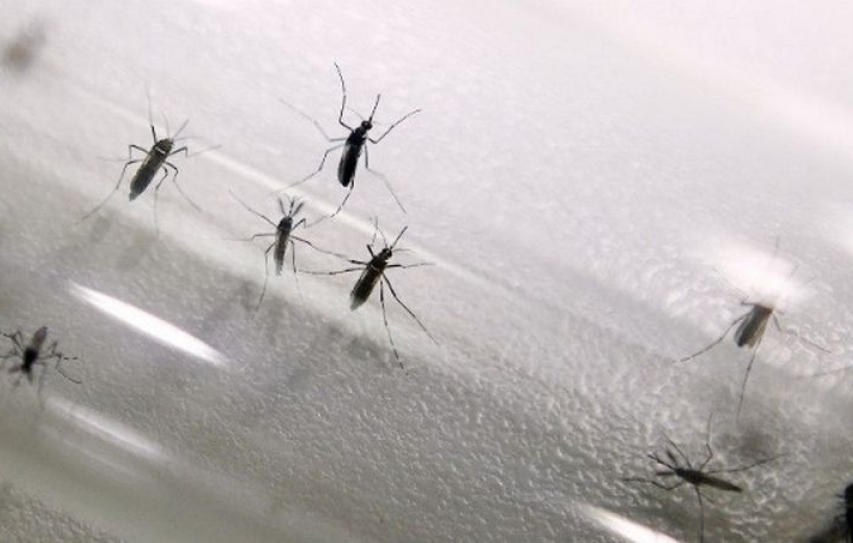 Climate Change Could Spread Dengue to the Andes