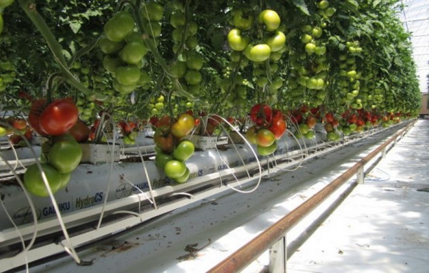 Can Solar Thermal Desalination Make Sustainable Agriculture Possible?