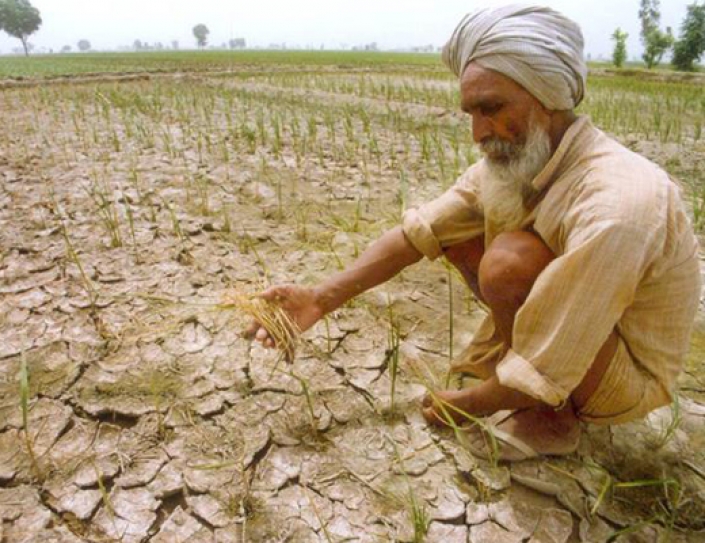 Climate change hampering world food production: scientists