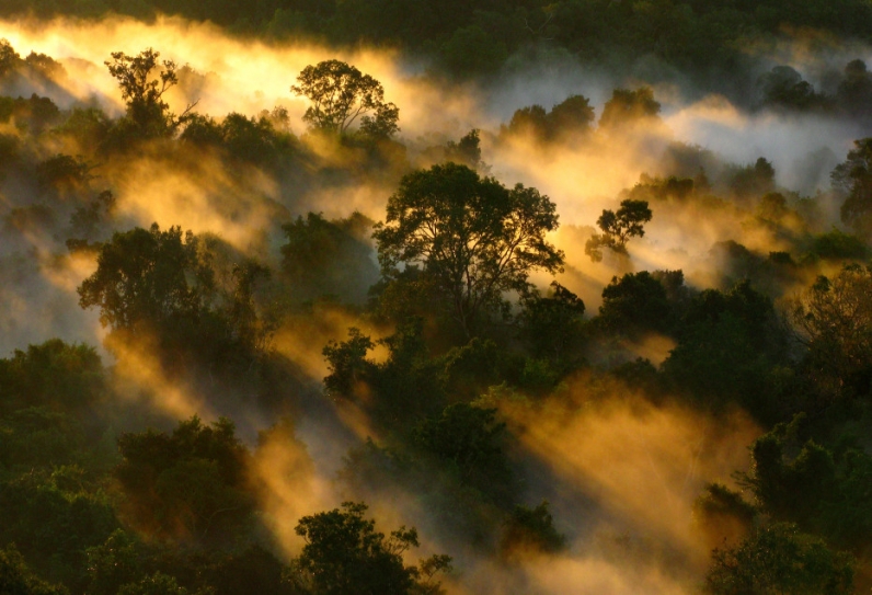 Global Warming Is Already Clobbering The Amazon