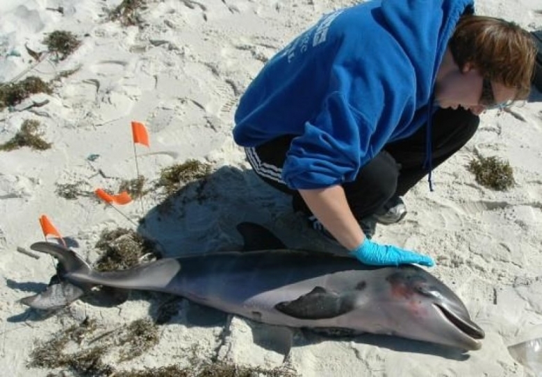 Here's Why Dolphins Continue to Die in the Gulf of Mexico