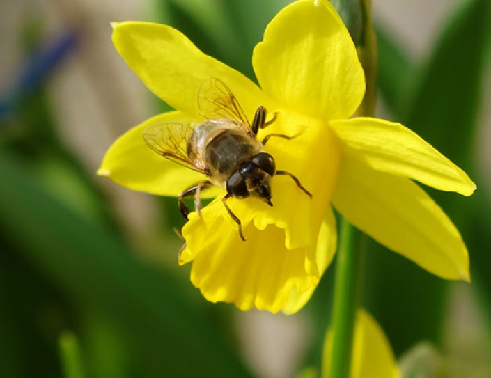 Rising Temperatures Are Squishing Bumblebee Habitats.