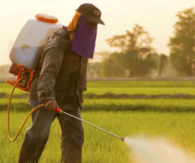 WHO: Insecticides Lindane, DDT Linked To Cancer