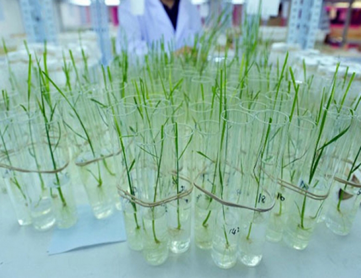These Scientists Think Genetically Modified Rice Can Help Solve The Climate Crisis