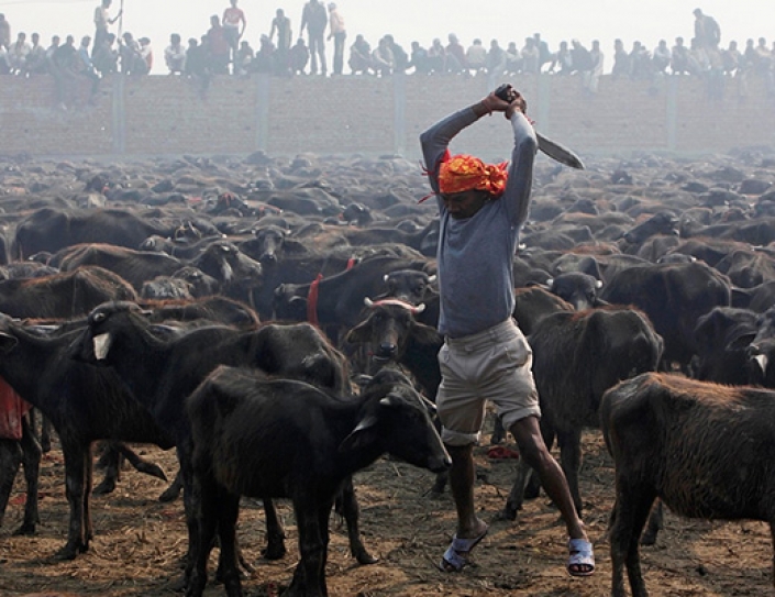 Thousands Of Animals Have Been Saved In Nepal As Mass Slaughter Is Cancelled