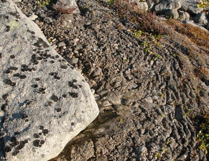 Microbiologists Find Another 30,000 Year Old Giant Virus In Siberian Permafrost