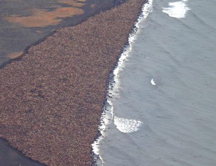 Tens of Thousands of Stranded Walruses Are Once Again Gathering in Alaska