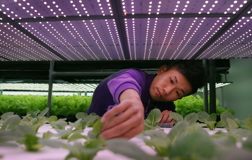 Japan Is Building A Giant Robotic Lettuce Factory
