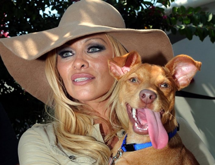 Pamela Anderson Urges M.A.C. To Stop Animal Tests.