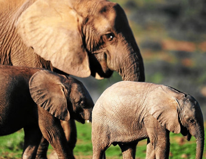 Poachers Are Using Cyanide To Slaughter Entire Elephant Herds