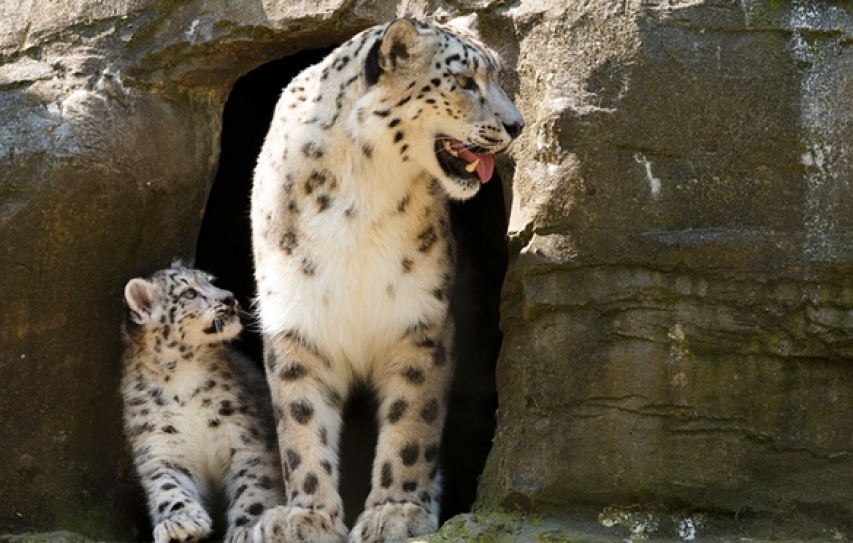 Snow Leopards At Risk As Himalayas Face Climate Change 'Crisis'